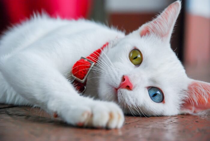 gato blanco con heterocromia