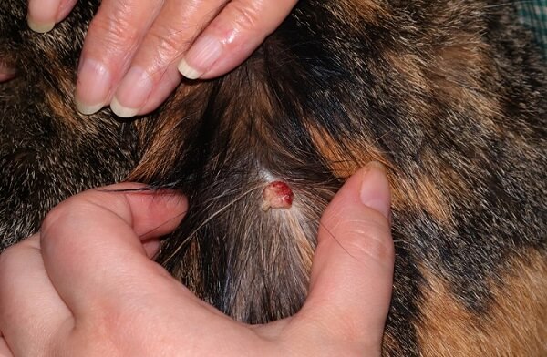 tumor de piel histiocitoma en el cuello de un gato