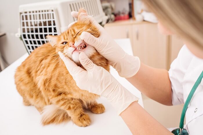 veterinario revisando la higiene dental del gato