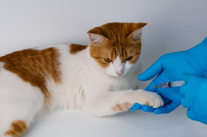 gato siendo revisado y vacunado contra la rabia