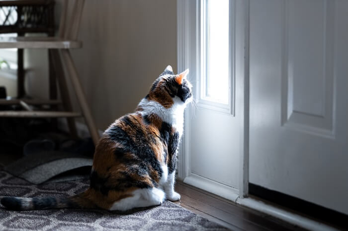 gato triste mirando la puerta