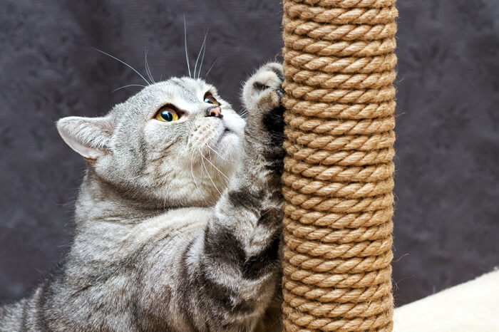 ¿Por qué a los gatos les gusta perseguir cuerdas?