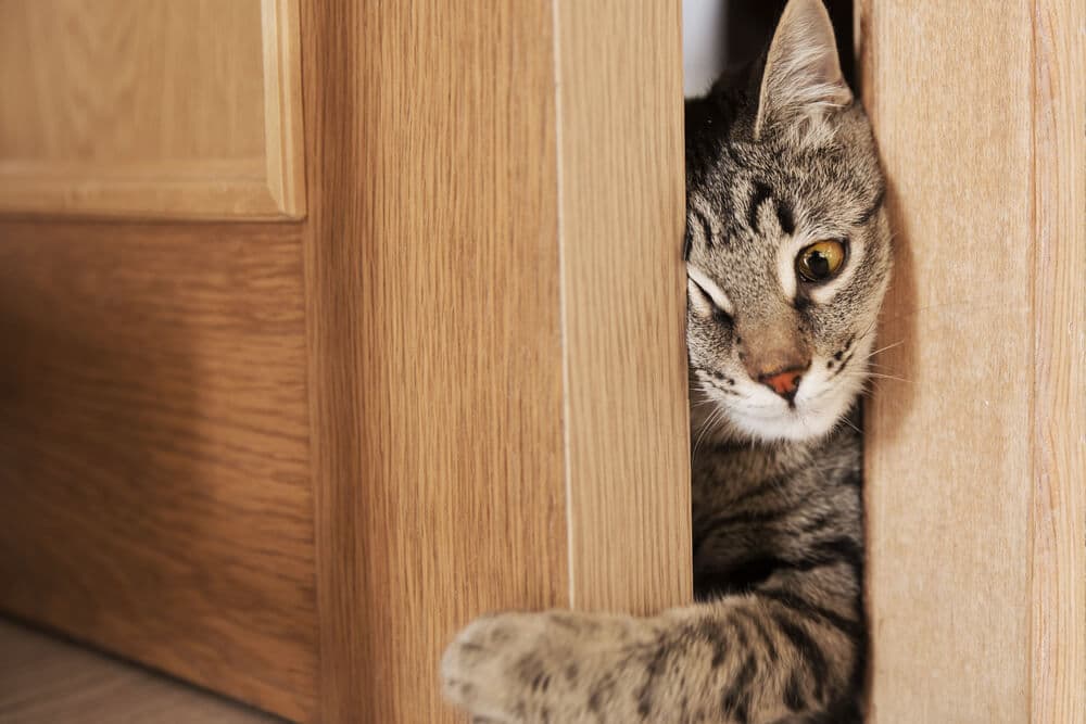 ¿Por qué los gatos tienen bigotes? imagen de un gato entrando por la puerta