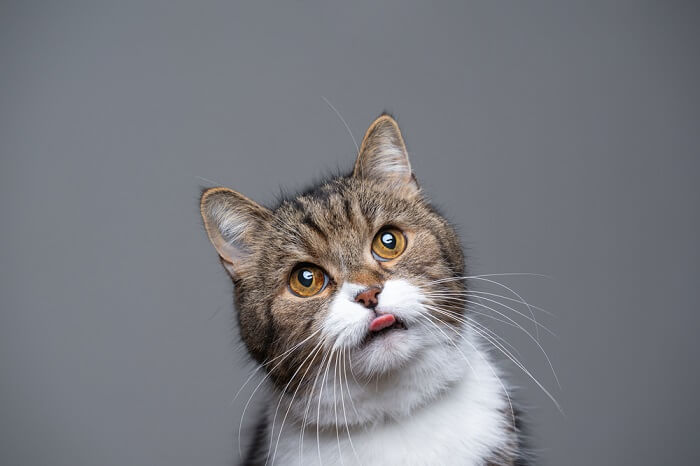 ¿Cuándo deberías preocuparte de que tu gato saque la lengua?