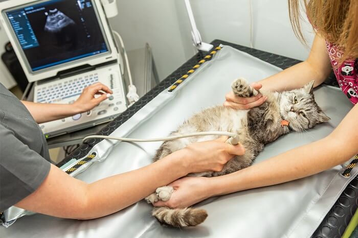 gato acostado en la mesa de rayos x de un veterinario