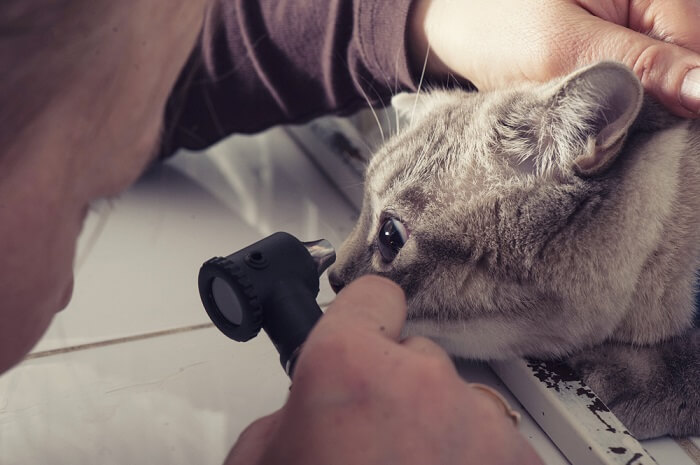 Veterinario examinando el ojo de un gato