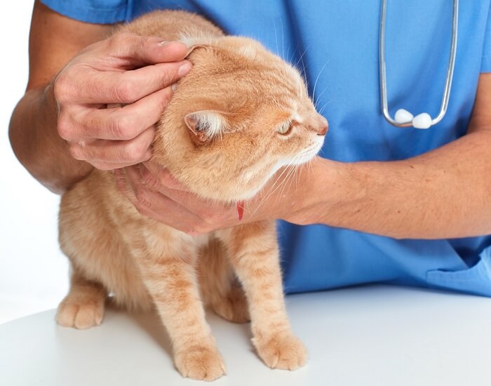 veterinario examinando la oreja de un gato