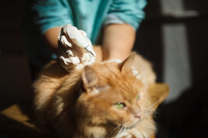gato recibiendo tratamiento antiparasitario