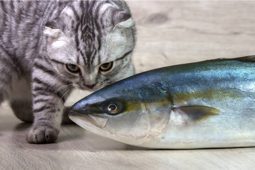 ¿Pueden los gatos comer atún?