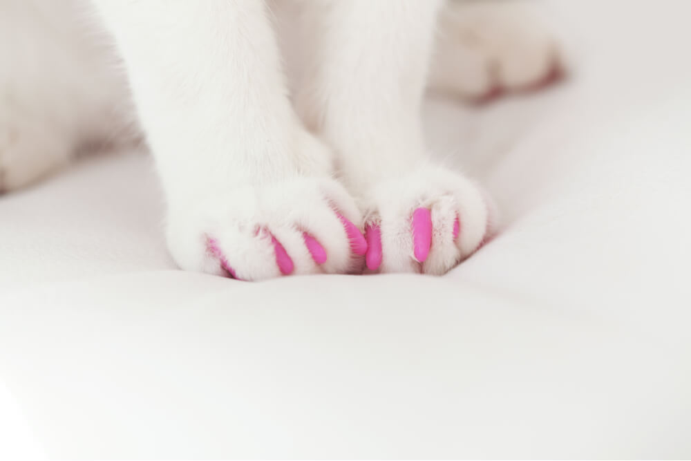 Patas de gato blancas con tapas de garra rosadas alternativa a los gatos desungulados