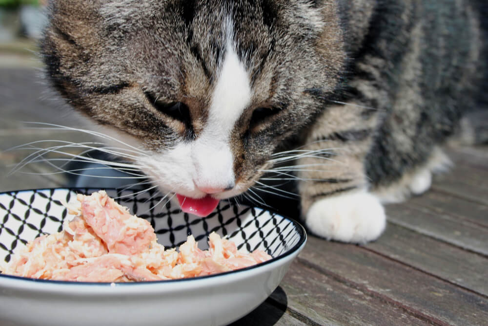Gato comiendo atún en un tazón