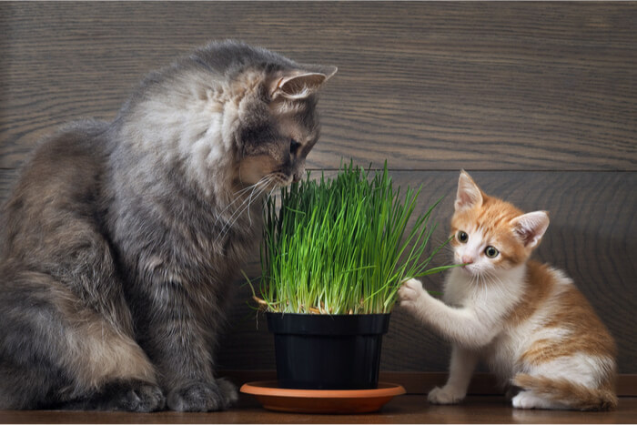 Gato y gatito con hierba de gato