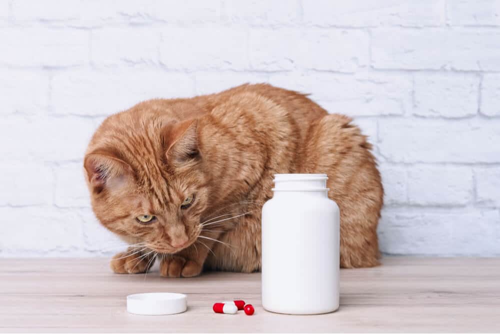 Gato mirando pastillas como una causa común de envenenamiento en gatos