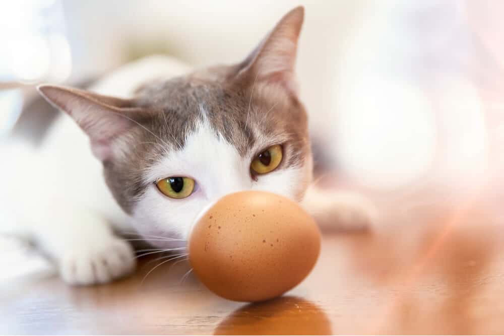 gato mirando un huevo