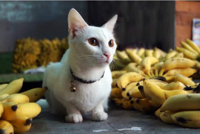 Aspectos negativos de alimentar a los gatos con plátano
