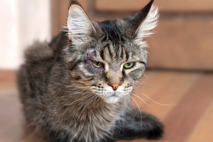 Gato con ojo derecho herido