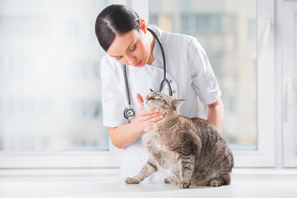 Tratamiento del complejo de granuloma eosinofílico en gatos
