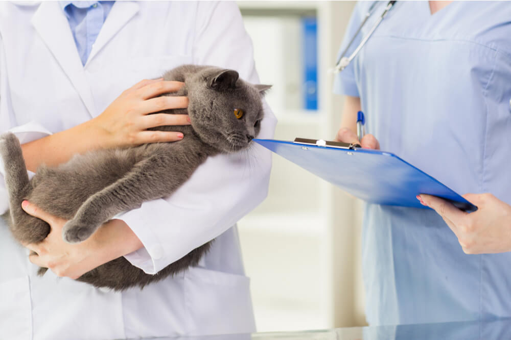 Diagnóstico de cáncer en gatos
