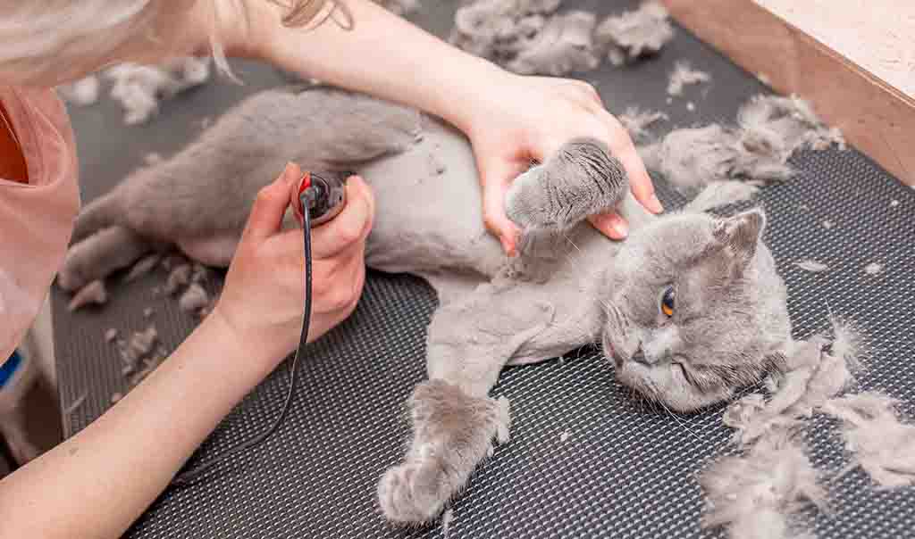 ¿Puedes afeitar a un gato?