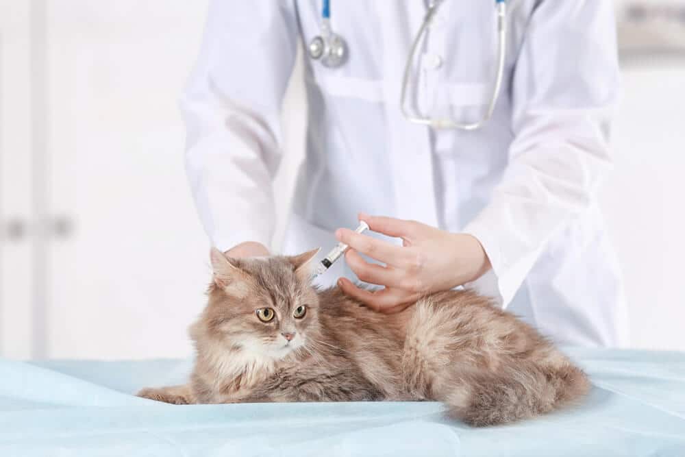 Vacuna contra la leucemia felina