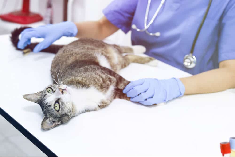 Insuficiencia Renal en Gatos Diagnóstico Gato en Veterinario