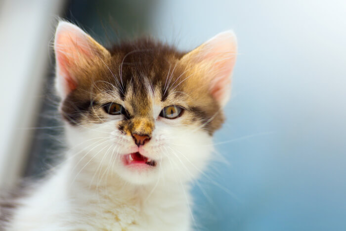 gatito estornudando