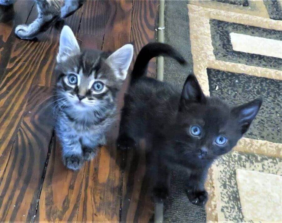 Dos gatitos en el suelo en Kitty Mom's Rescue