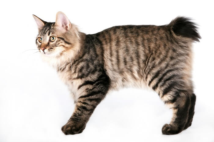 Historia del gato Bobtail de las Kuriles