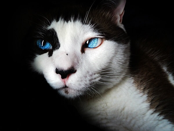 Sobre el Gato Ojos Azules