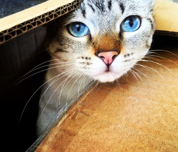 Cuidado de gatos Ojos Azules