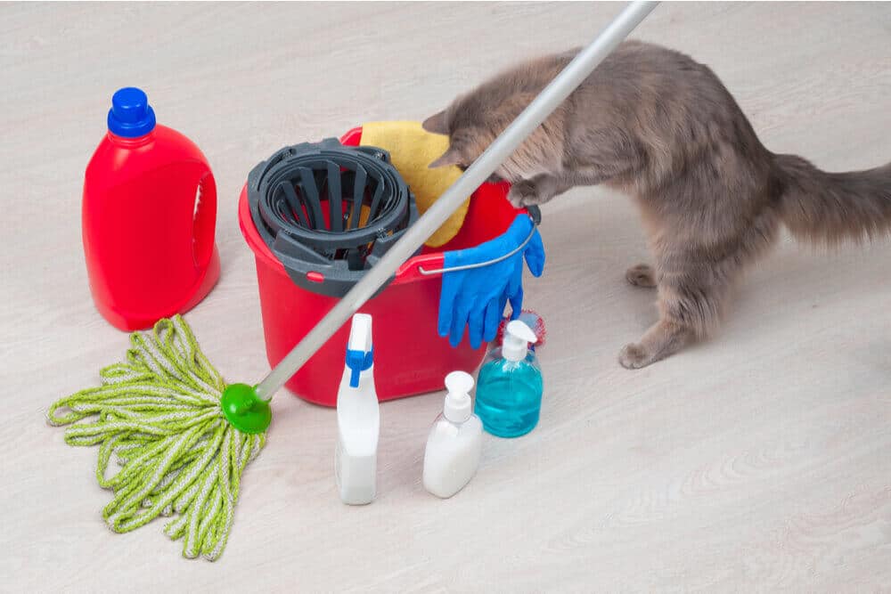 ¿Cómo se envenenan los gatos?  Los productos de limpieza para el hogar son una causa común.
