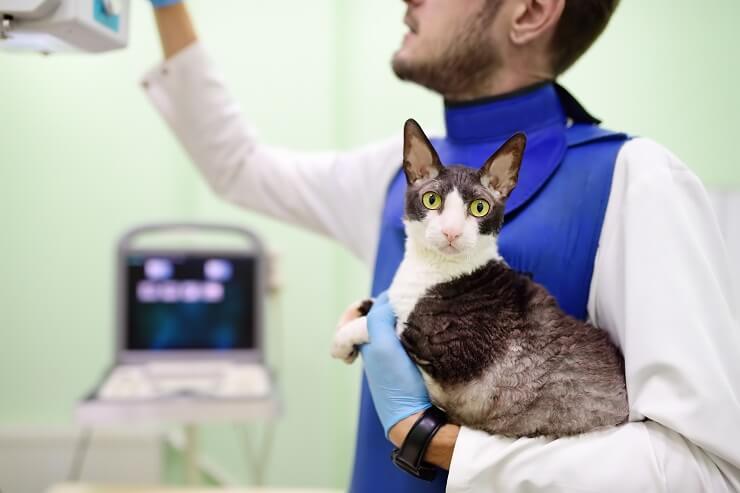 un veterinario sosteniendo un gato