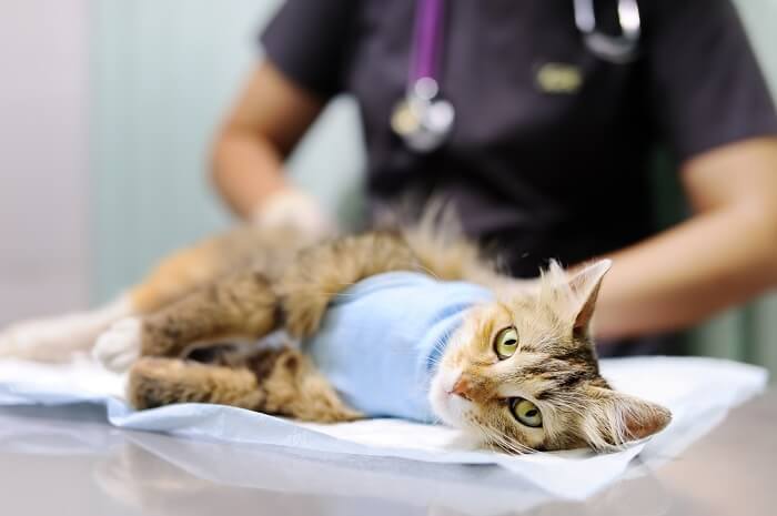 Tratamiento del cáncer de estómago en gatos