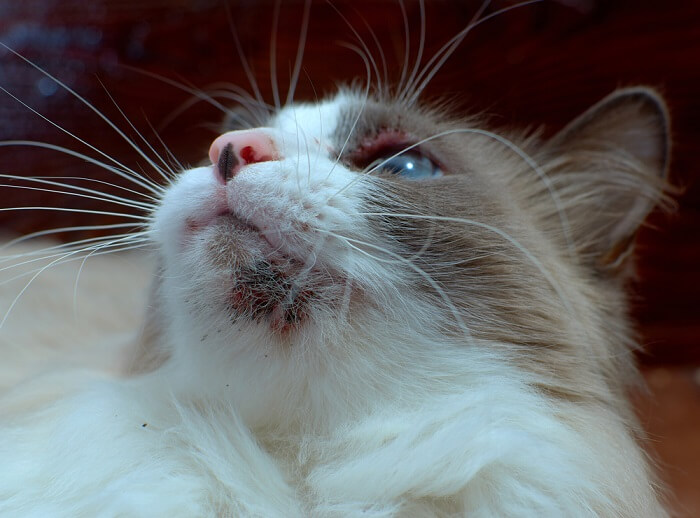 gato con piel irritada alrededor de la barbilla y los ojos