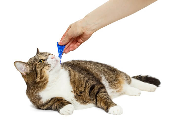 aplicar tratamiento antipulgas al gato