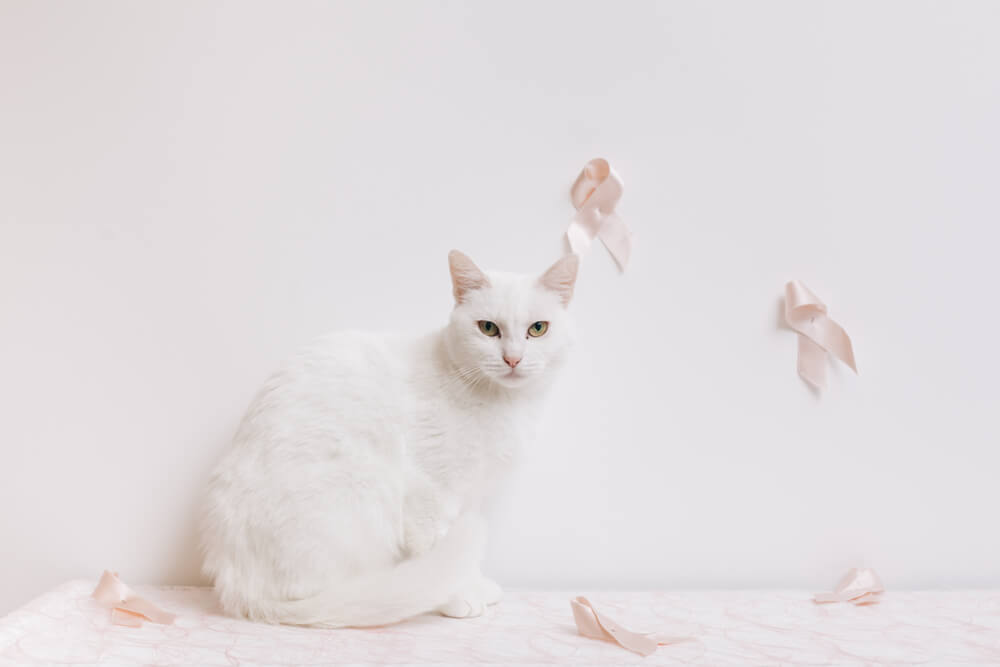 Pronóstico del cáncer de mama en gatos