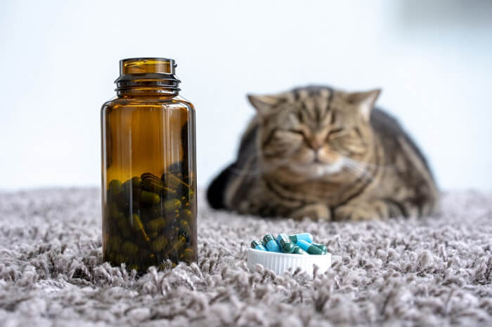 Gato sentado con una botella de pastillas