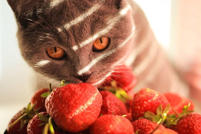 Gato con un montón de fresas