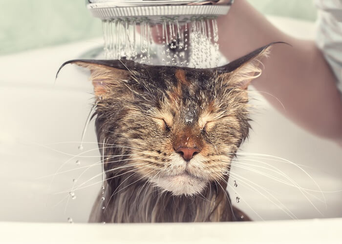 Gato siendo bañado