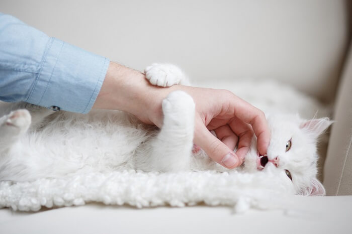Gato blanco acostado y jugando con la mano de una persona.