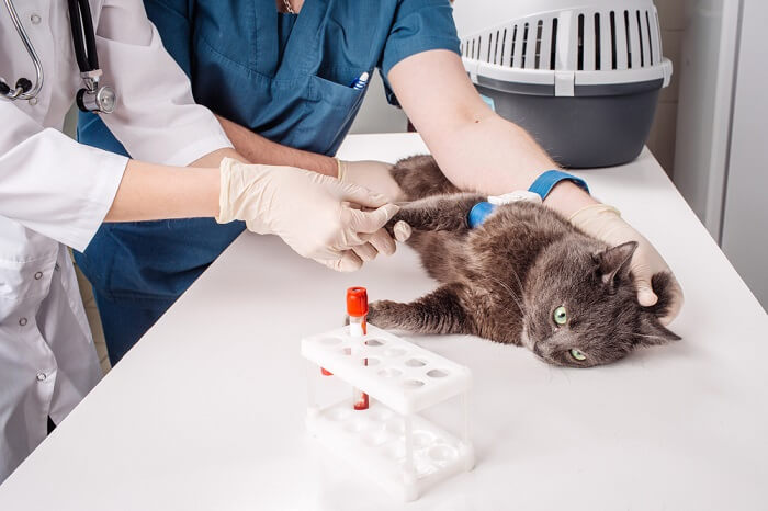 Gato siendo tratado en el veterinario