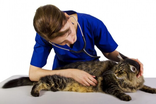 Veterinario con gran gato atigrado