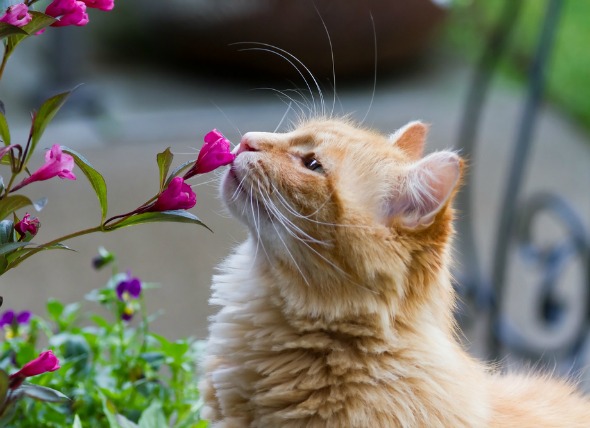 gato olfateando flores
