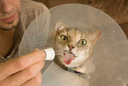 El tratamiento del calicivirus en gatos 