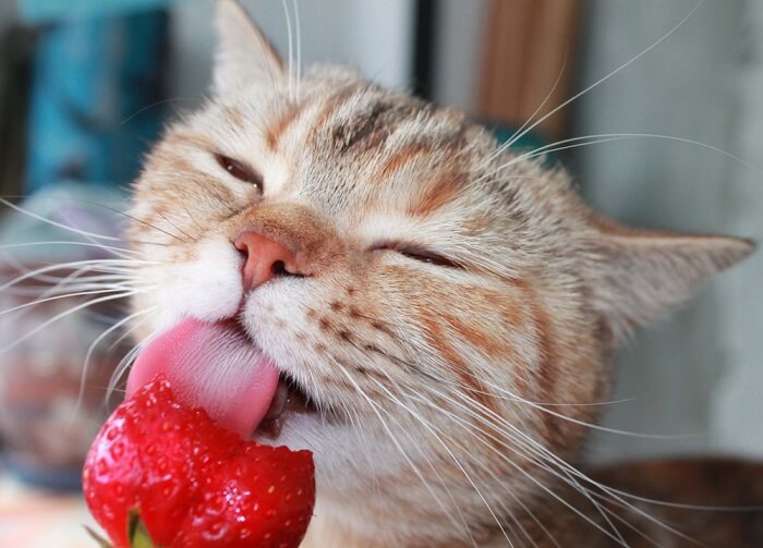 Beneficios nutricionales de las fresas para gatos