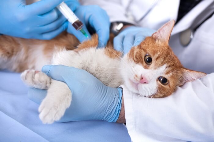 Qué hacer si tu gato ha sido envenenado