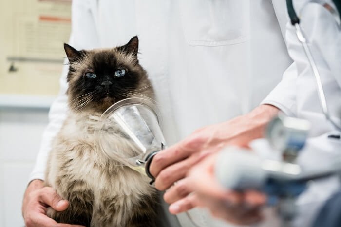tratamiento de la intoxicación por monóxido de carbono en gatos