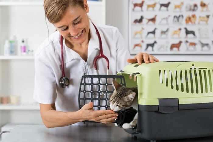 Veterinario mirando a un gato en un transportÃ­n