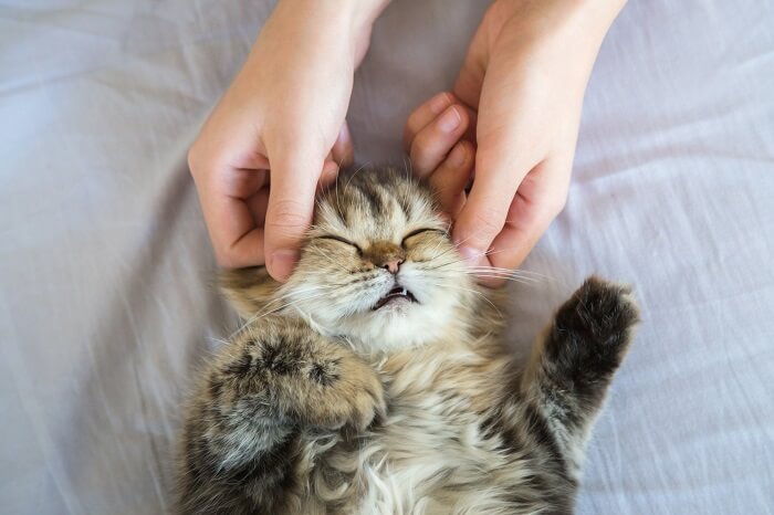 Gato siendo masajeado