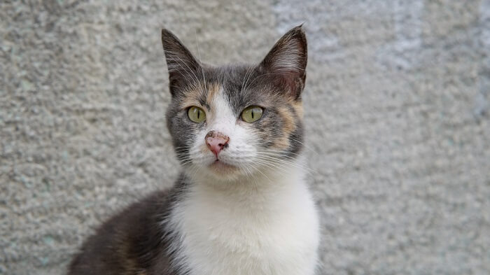 Gato calico diluido sentado frente a un fondo gris
